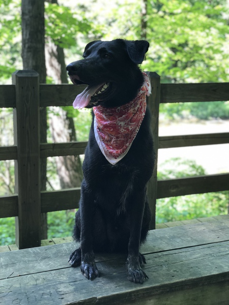 Entry image for Max (a.k.a. Maximillian. Clicking this image will show a larger photo