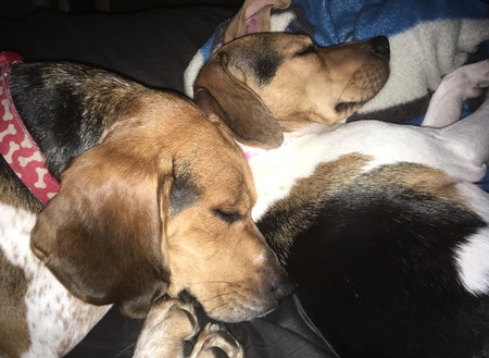 Entry image for Charlie & Miley. Clicking this image will show a larger photo