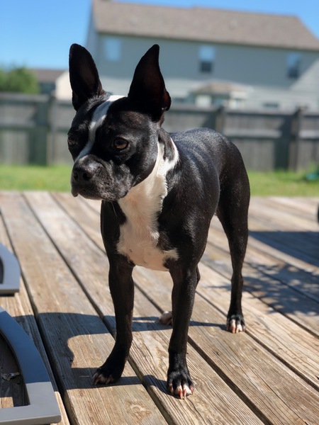 Entry image for Jax. Clicking this image will show a larger photo