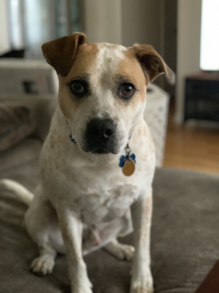 Entry image for Rex. Clicking this image will show a larger photo
