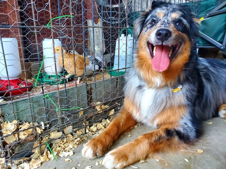 Entry image for STANLEY. Clicking this image will show a larger photo