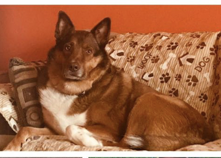 Entry image for Maximus. Clicking this image will show a larger photo