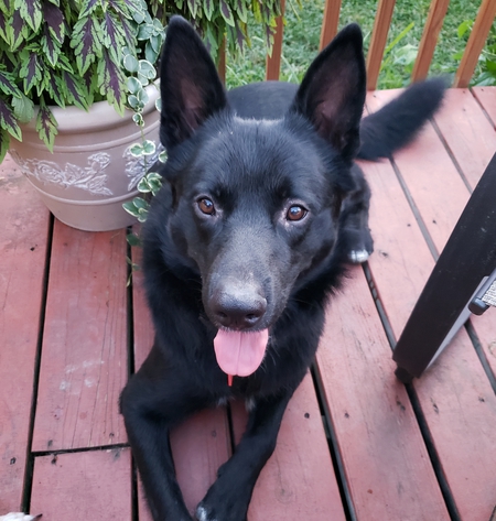 Entry image for Buddy. Clicking this image will show a larger photo
