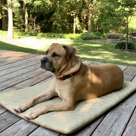Entry image for Cooper. Clicking this image will show a larger photo