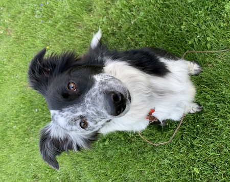 Entry image for Trapper. Clicking this image will show a larger photo