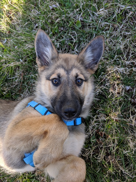 Entry image for Pippin. Clicking this image will show a larger photo