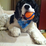 Entry image for Captain