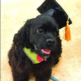 Entry image for Deogie