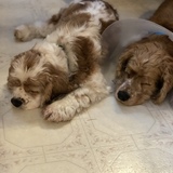 Entry image for Sadie and Jada