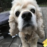 Entry image for Lucas