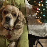 Entry image for Ozzy 