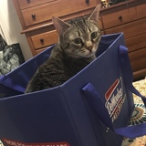 Entry image for Tootsie