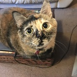 Entry image for Pepper