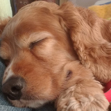 Entry image for Cody