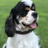 Entry image for Blake