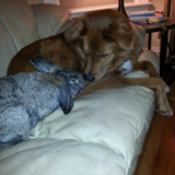 Entry image for Cookie and Resess