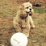 Entry image for Lacey