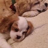 Entry image for Brady and Friend