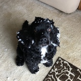 Entry image for Boomer