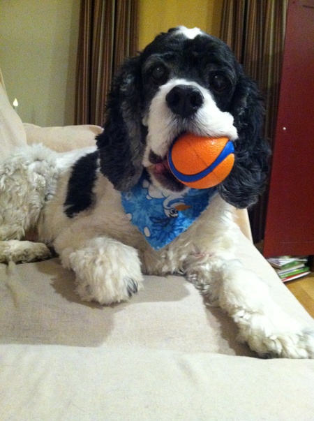 Entry image for Captain. Clicking this image will show a larger photo