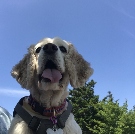 Entry image for Chloe. Clicking this image will show a larger photo