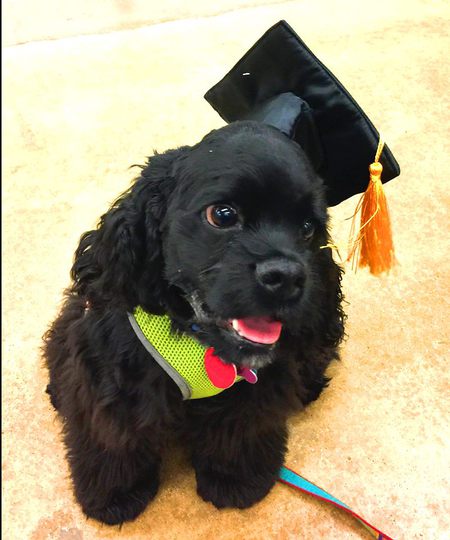 Entry image for Deogie. Clicking this image will show a larger photo