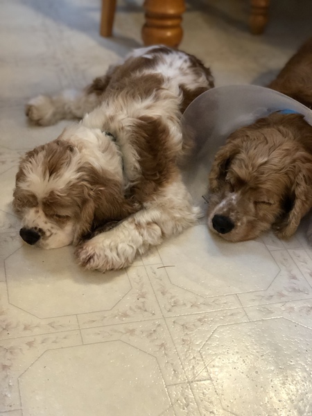 Entry image for Sadie and Jada. Clicking this image will show a larger photo