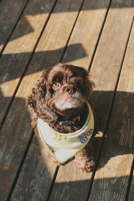 Entry image for Zoe. Clicking this image will show a larger photo