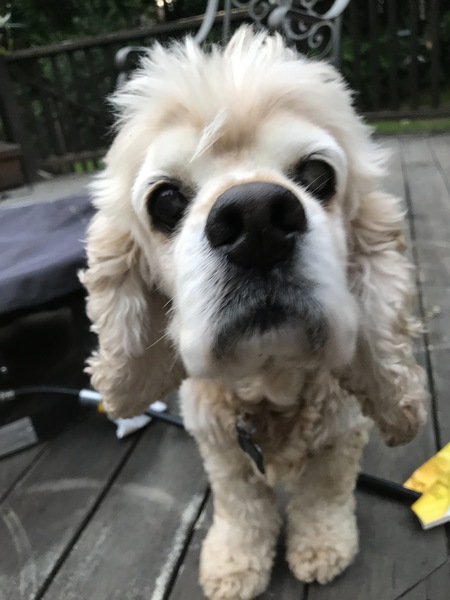 Entry image for Lucas. Clicking this image will show a larger photo