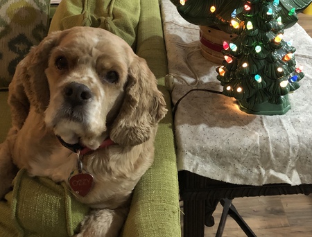 Entry image for Ozzy . Clicking this image will show a larger photo