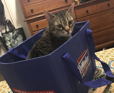 Entry image for Tootsie. Clicking this image will show a larger photo