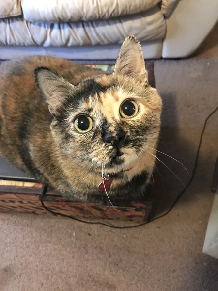 Entry image for Pepper. Clicking this image will show a larger photo