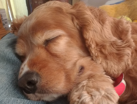 Entry image for Cody. Clicking this image will show a larger photo