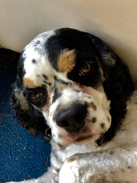 Entry image for George. Clicking this image will show a larger photo