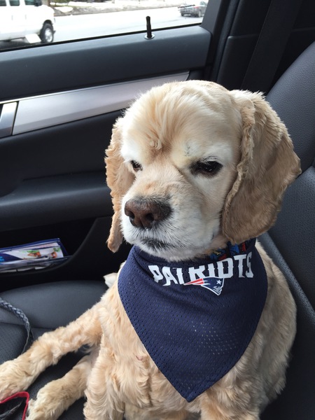 Entry image for Harry. Clicking this image will show a larger photo