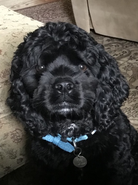 Entry image for Bob. Clicking this image will show a larger photo