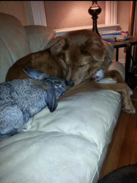 Entry image for Cookie and Resess. Clicking this image will show a larger photo