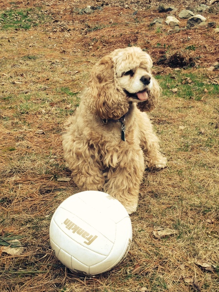 Entry image for Lacey. Clicking this image will show a larger photo