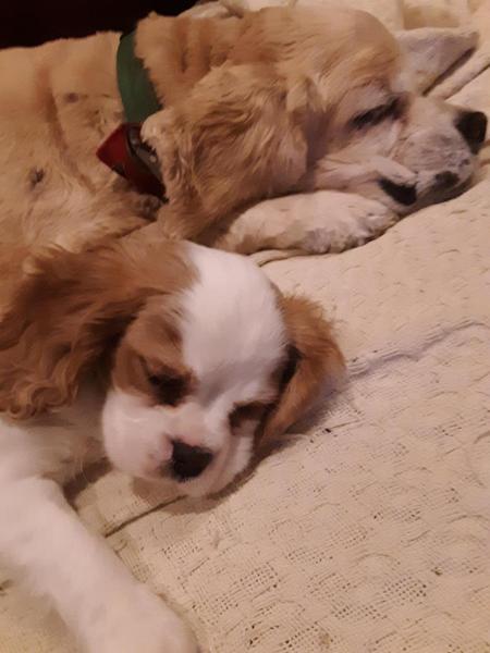 Entry image for Brady and Friend. Clicking this image will show a larger photo