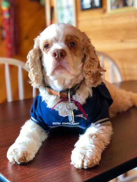 Entry image for Brady. Clicking this image will show a larger photo