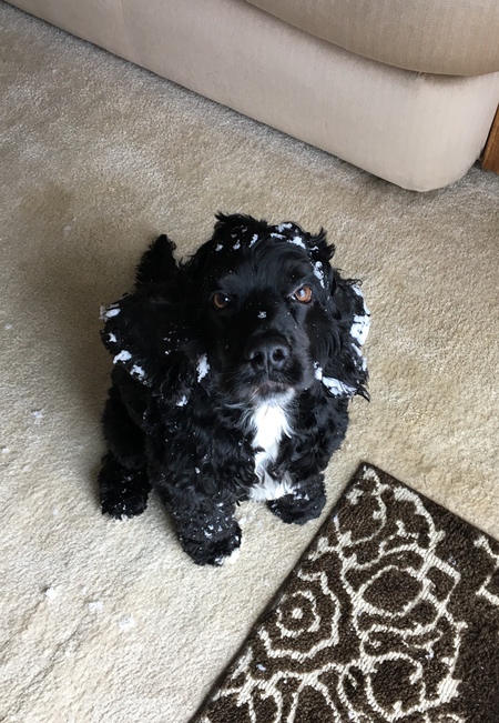 Entry image for Boomer. Clicking this image will show a larger photo