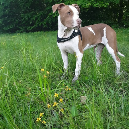 Pepper