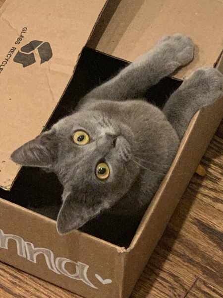 Zelda