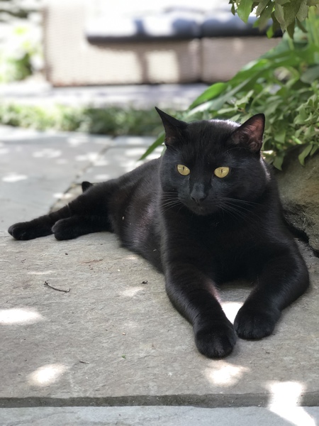 Minerva