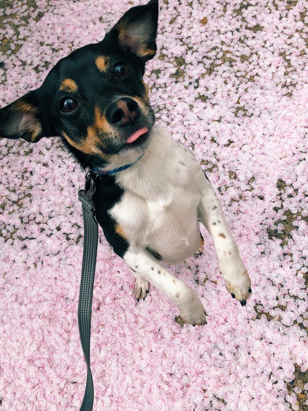 Bo