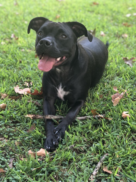 Nala