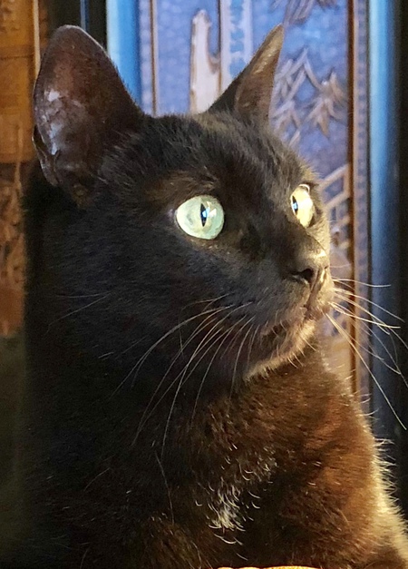 Phoebe