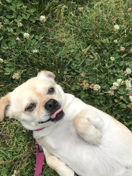 Ophie