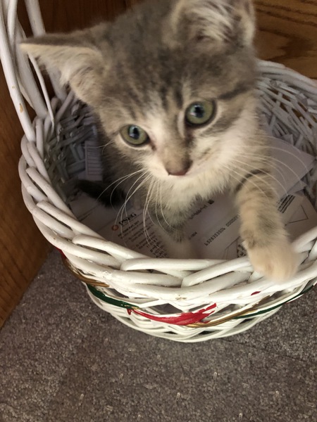 Romeo