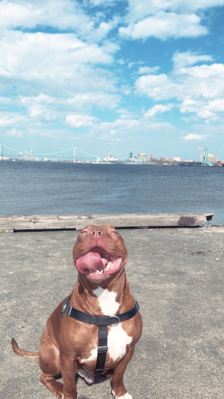 Taz